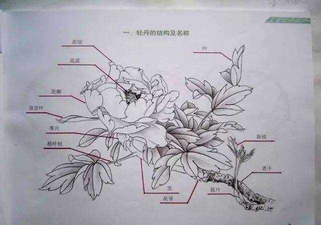 超详细的牡丹白描结构图