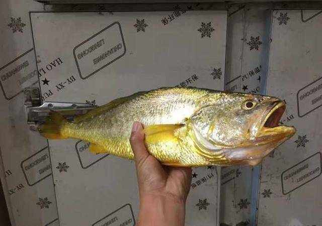 五斤多的野生大黄鱼，价值3-4万元，该怎么吃？