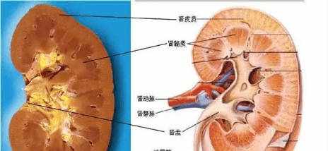 【医学美图】泌尿系统--10分钟搞定