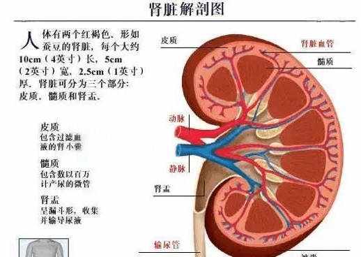 【医学美图】泌尿系统--10分钟搞定