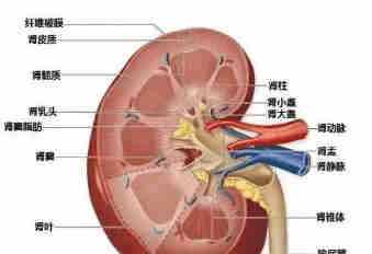 【医学美图】泌尿系统--10分钟搞定