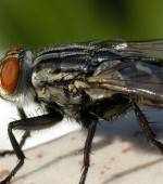 史上最全的灭蝇方法，再也不担心家里有苍蝇了！