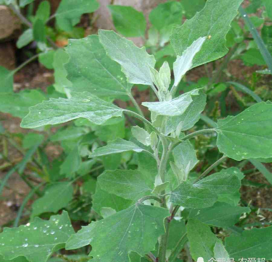 农村野菜名称大全图片 农村野菜“大全”，你认得哪几种？你吃过哪几种