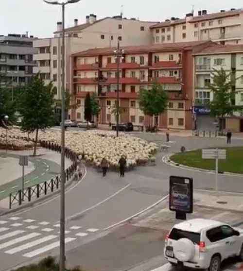 羊来 蒙古国送中国的3万只羊来了，还走上了北京街头？