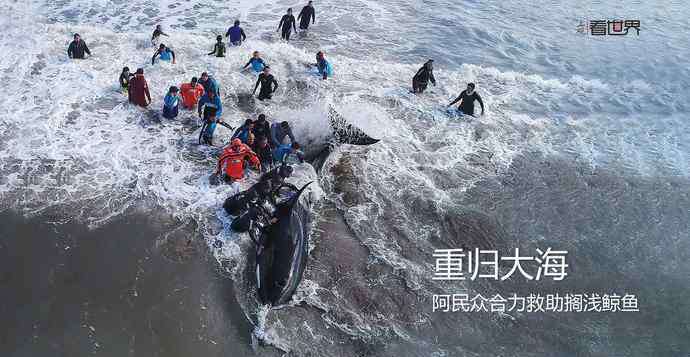 瓦杰帕伊 【看世界】重归大海——阿民众合力救助搁浅鲸鱼