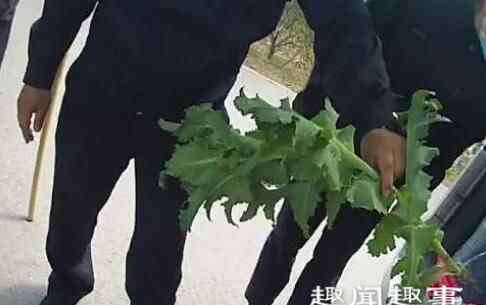 野菜种植 老人买野菜种子回家种植 随后发生的事让他傻眼了