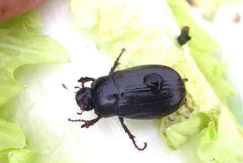 竹象 揭开黑暗中的秘密：上海夜间生物中，二十多种鸣虫与我们共同生活