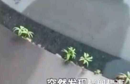 武汉女子 武汉女子下楼发现轿车上有异样 凑近一看苦笑感叹:太难了