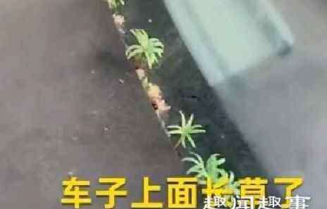 武汉女子 武汉女子下楼发现轿车上有异样 凑近一看苦笑感叹:太难了