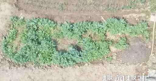 野菜种植 老人买野菜种子回家种植 随后发生的事让他傻眼了