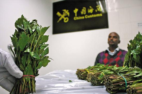 新鲜恰特草　新毒品阿拉伯茶