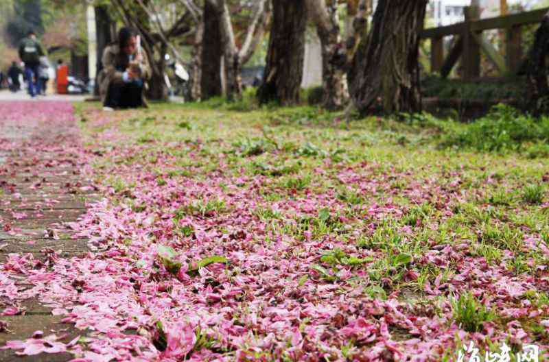 雨水节气图片 雨水节气图片朋友圈说说心情句子 2020雨水节气文案祝福语