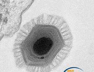 巨型阿米巴虫 法国科学家发现前所未见的巨型病毒或来自火星
