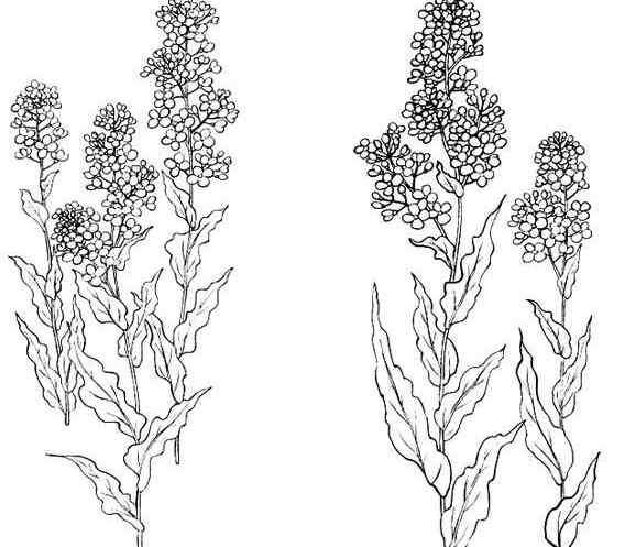 油菜花简笔画 春天油菜花的简笔画图片_油菜花开了