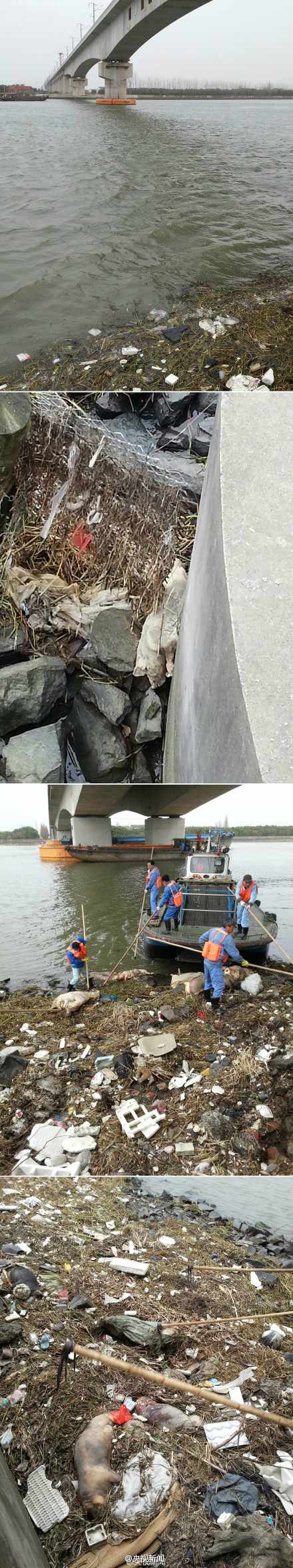 上海黄浦江死猪已打捞超1200头