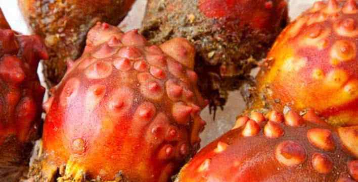 海菠萝 一种生活在海里的野生物，被人称之为“海菠萝”，你有见过吗？