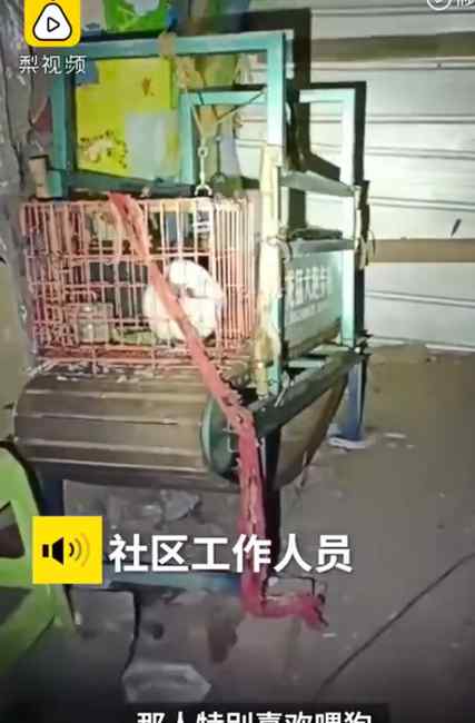 过分！重庆有人用流浪猫训练猛犬 社区：养狗人道歉 已责令拆除