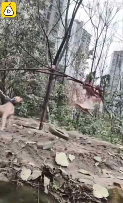 过分！重庆有人用流浪猫训练猛犬 社区：养狗人道歉 已责令拆除