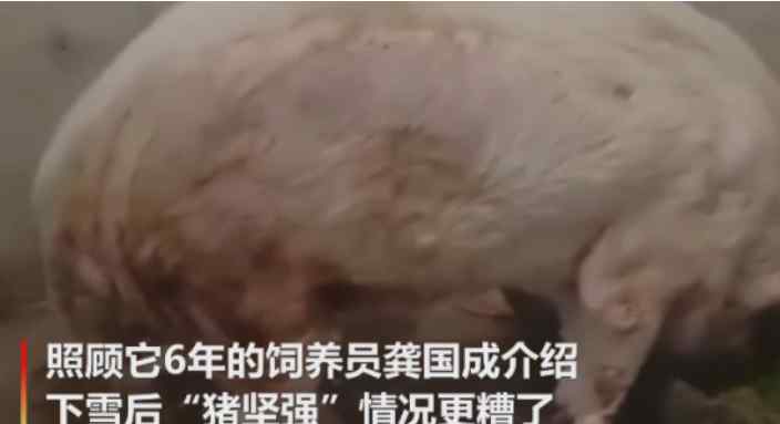 13岁“猪坚强”已不能自主站立 网友：生老病死是天命