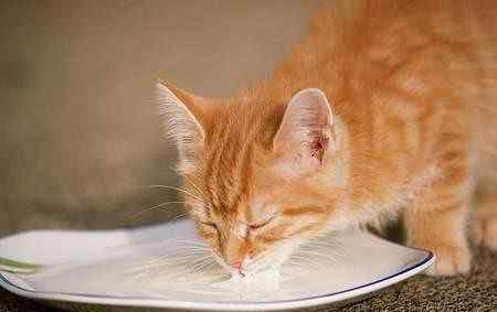 猫可以喝人的纯牛奶么 猫咪能喝人的奶粉吗？划重点！