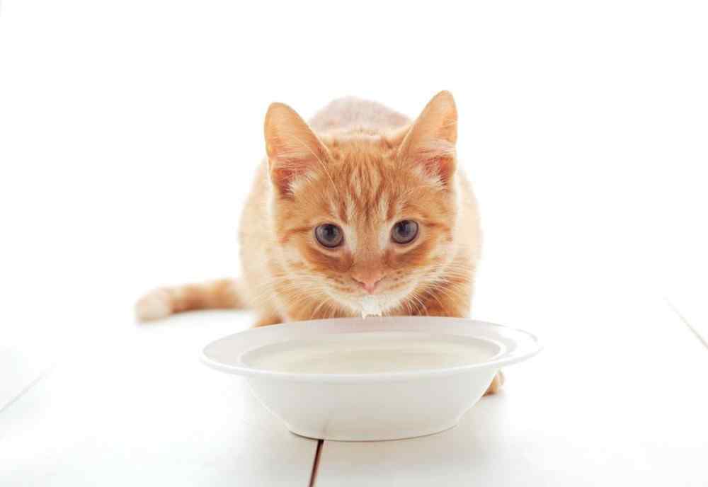 猫可以喝人的纯牛奶么 猫咪能喝人的奶粉吗？划重点！