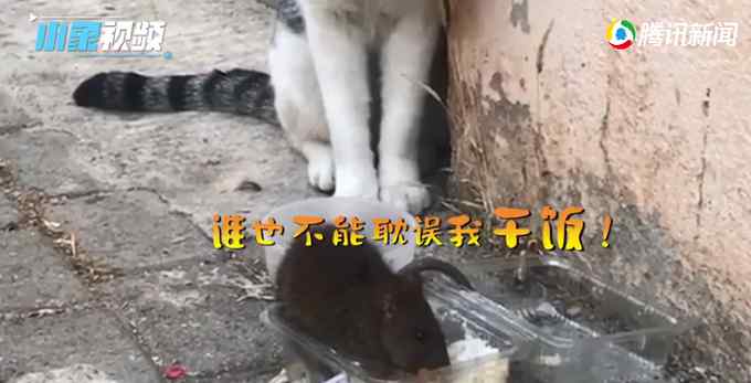 猫的脸都被你丢光了！深圳一老鼠在猫面前干饭 猫：我当时害怕极了