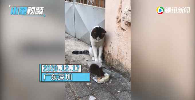 猫的脸都被你丢光了！深圳一老鼠在猫面前干饭 猫：我当时害怕极了