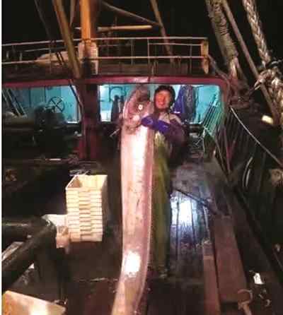 皇带鱼最长有多少米 象山渔老大捕获2米多长皇带鱼 被低价买走