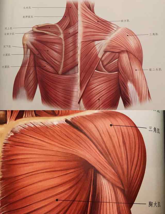 肩部拉伸 最详细全身肌肉拉伸细节教程：肩部拉伸