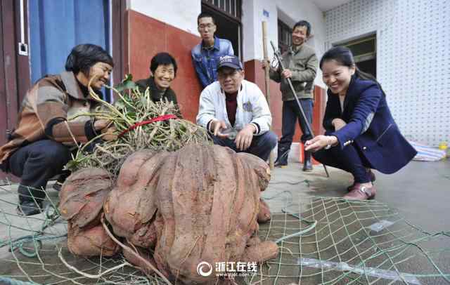 蕃薯 绍兴巨无霸番薯火了 它是怎么种出来的？