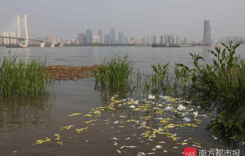 武汉市民江中撒花悼念 清明节全国哀悼，武汉市民朝长江中撒花悼念