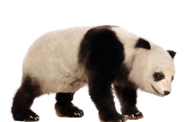熊猫家族 大熊猫家族一员——巴氏大熊猫完整骨架