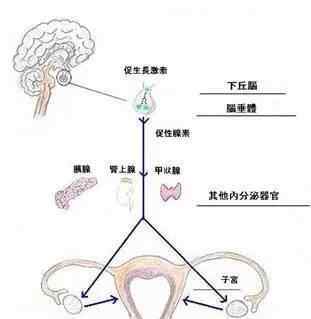 有月经就有排卵吗 有月经就一定有排卵吗？