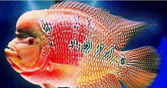 最贵100万罗汉鱼图片 罗汉鱼最珍贵十大品种排名 罗汉鱼哪个品种最贵