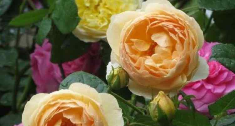 招财转运花 漂亮又好养的“4种花”，比玫瑰好看，招财又开运，你养了吗？
