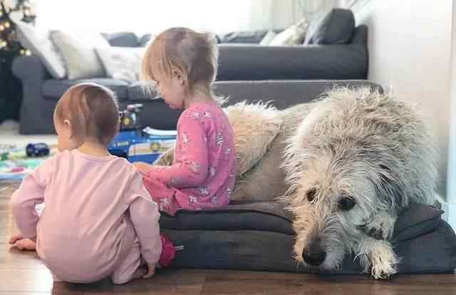 爱尔兰猎狼犬 巨大又温柔的守护神，它的名字叫爱尔兰猎狼犬！