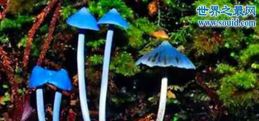 蘑菇是什么颜色 世界十大最奇怪的蘑菇，天蓝蘑菇颜色最鲜艳