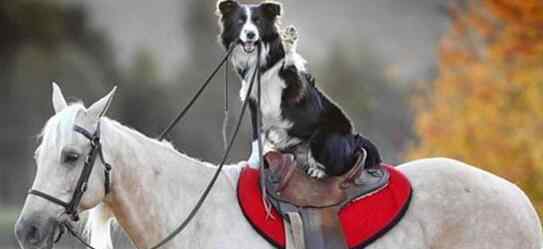 世界上最聪明的狗排名 世界上最聪明的狗，边境牧羊犬智商最高会骑马