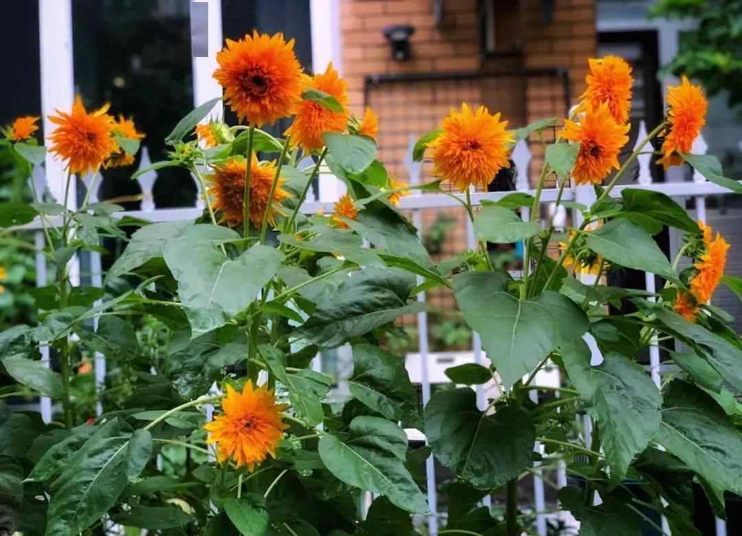 三朝出入荣 在对联中写出自己的心怀，这就是「独特性」