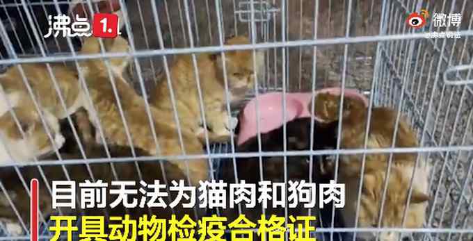 湖南永州市场卖现宰活猫 律师：没有法律规定不能吃 网友直言不能接受