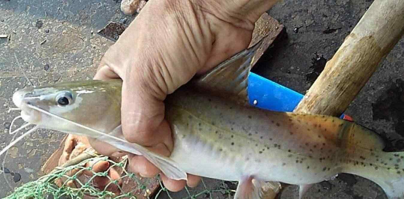 宝贝鱼 稀有的宝贝鱼，一斤200元，没水还能活9小时，农民为何不养?