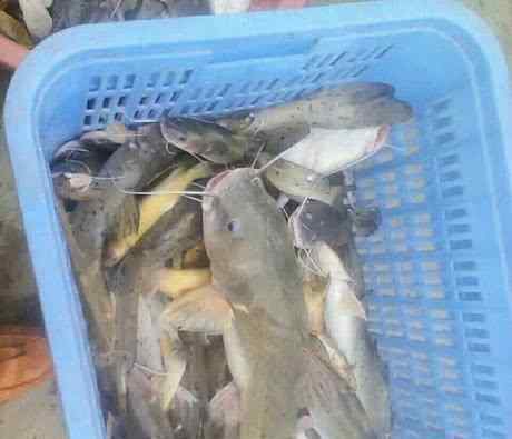 宝贝鱼 稀有的宝贝鱼，一斤200元，没水还能活9小时，农民为何不养?