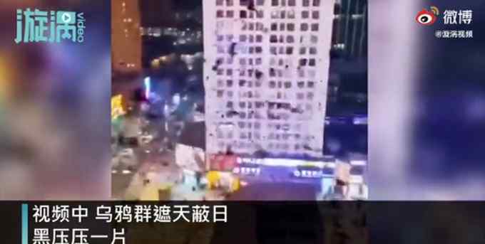 青海西宁上空乌鸦成群遮天蔽日 现场画面挺可怕 网友：毛孔都竖起来了