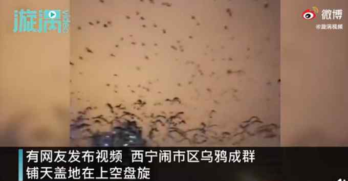 青海西宁上空乌鸦成群遮天蔽日 现场画面挺可怕 网友：毛孔都竖起来了