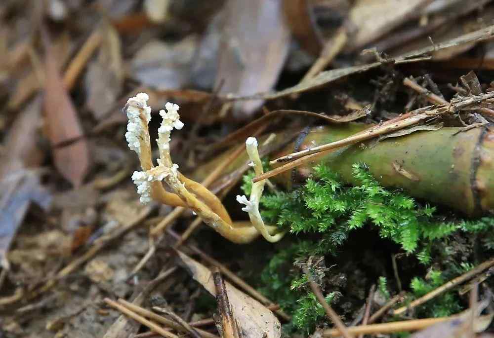 苦竹林 生长在竹林里，能遇见是你的福气，请赶紧采挖，如今价值十分珍贵