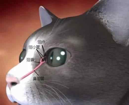 猫咪泪痕重是什么原因 猫咪频频流泪？这些诱因要了解一下