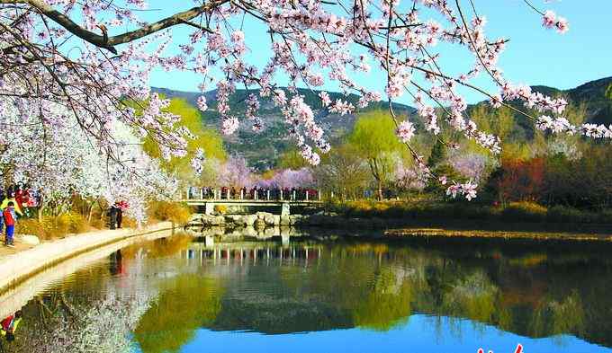 阴行草 北京之美这1790种植物是大功臣 爱北京可从认识土著植物开始