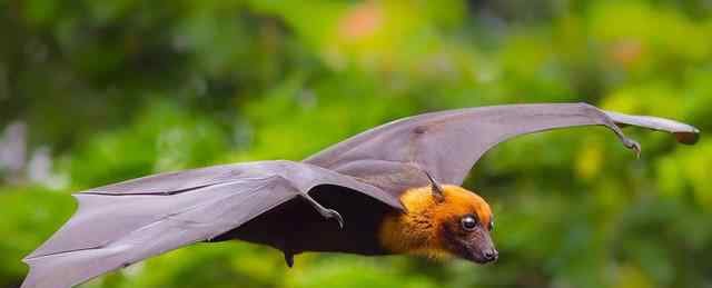 蝙蝠为何有大量病毒?蝙蝠身上携带有哪些病毒?