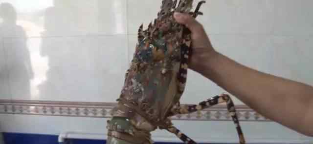 渔民捕获中华锦绣龙虾图片：1米长的中华锦绣大龙虾图片