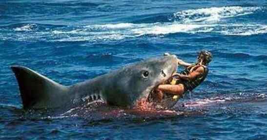 世界上最惨鲨鱼吃人事件：历史上被鲨鱼吃掉的事件